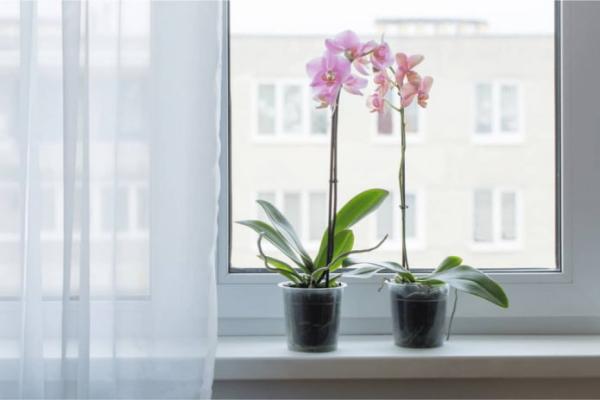 Як доглядати за орхідеєю в домашніх умовах? – Детальні інструкції на всі випадки життя