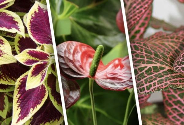 15 кімнатних рослин з червоним листям, які стануть місцем тяжіння уваги